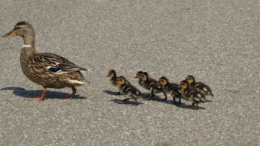 Лондонски полицаи ескортираха семейство патици (+ВИДЕО)