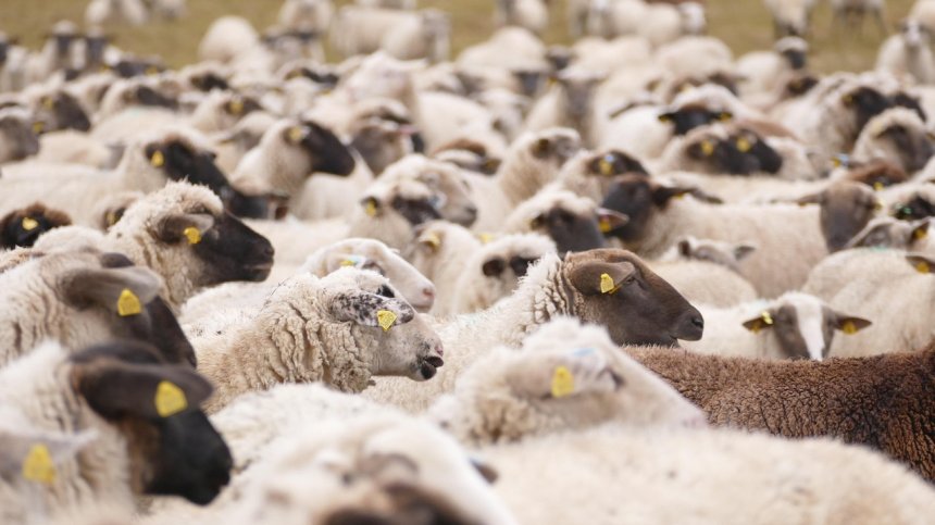 Откриха огнища на шарка по овцете в Гърция в близост до българската граница