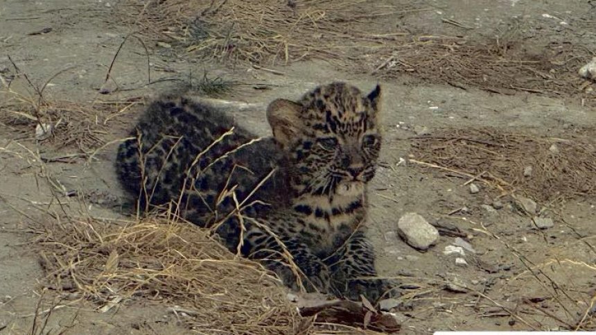 Зоопаркът във Варна се сдоби с бебе леопард (+СНИМКИ)