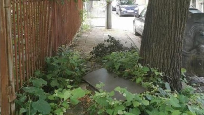 Helpbook: Община Слатина да подреже дърво, превзело тротоар в "Редута"