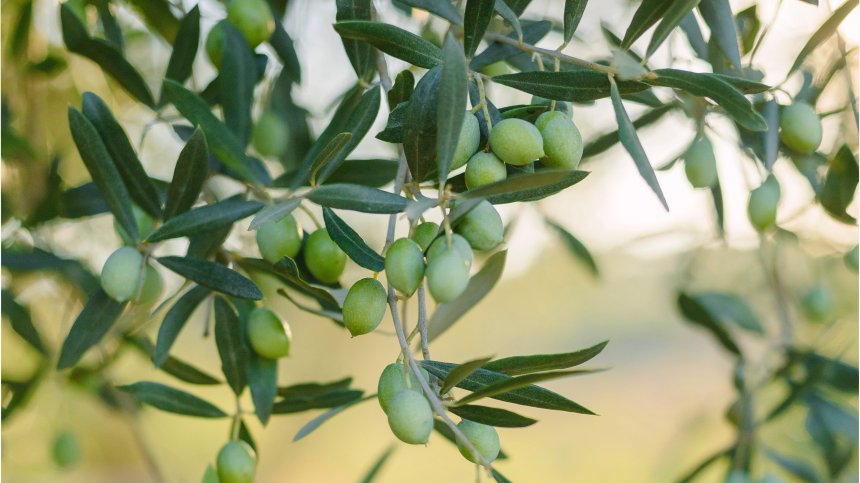 Няма кой да събере маслините в Гърция, въпреки добрите заплати