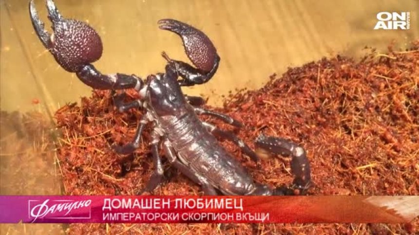 "Домашен любимец": Много хора се страхуват от скорпионите