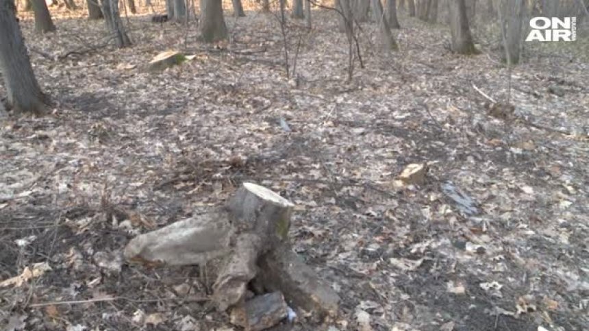Изсичат ли се незаконно дърветата в Борисовата градина?