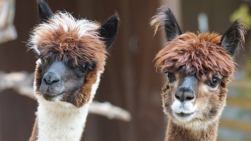 Разработиха високоефективни антитела срещу коронавируса, взети от алпаки