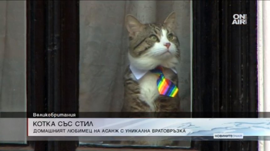Котката на Асандж с екстравагантна вратовръзка