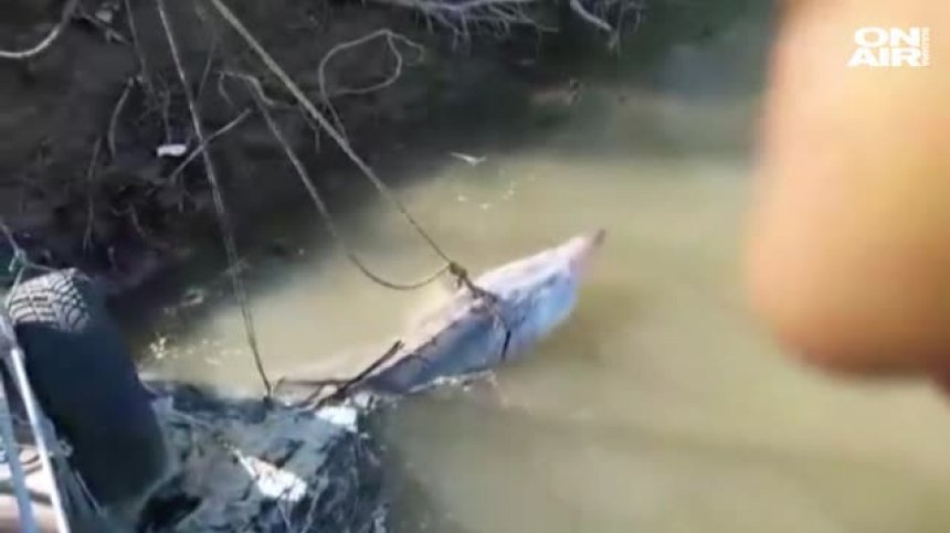 Бракониери извадиха от водата 200-килограмова моруна