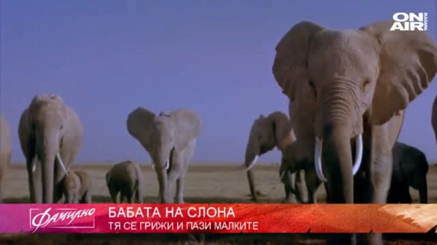 Димана Мирчева представя родовата мистерия на слоновете