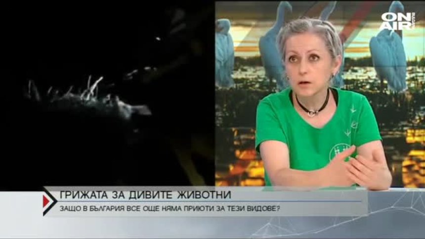 Събират средства за изграждането на приют за диви животни