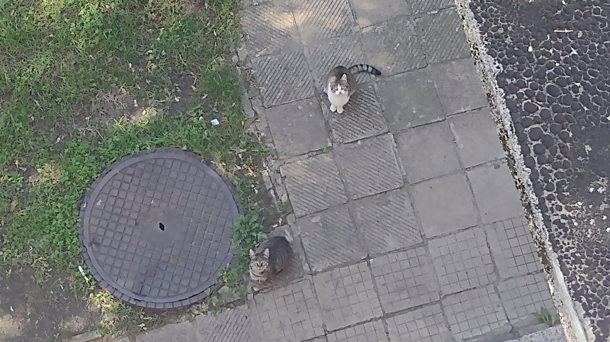 Безразборно размножаване на бездомни котки във Видин