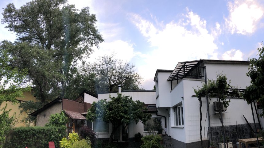 Сигнал за опасни дървета в двора на бюро по труда в София