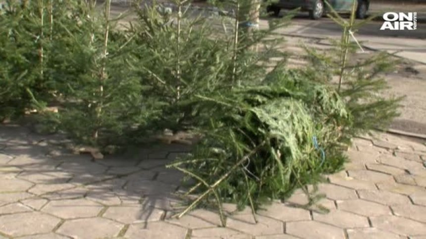 Сечеш дръвче за Коледа - глобяват те до 500 лева