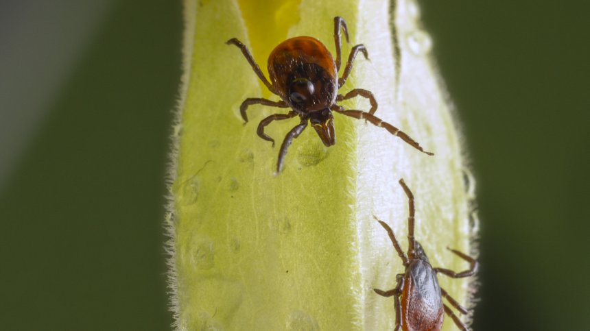 Нови случаи на лаймска болест и марсилска треска у нас