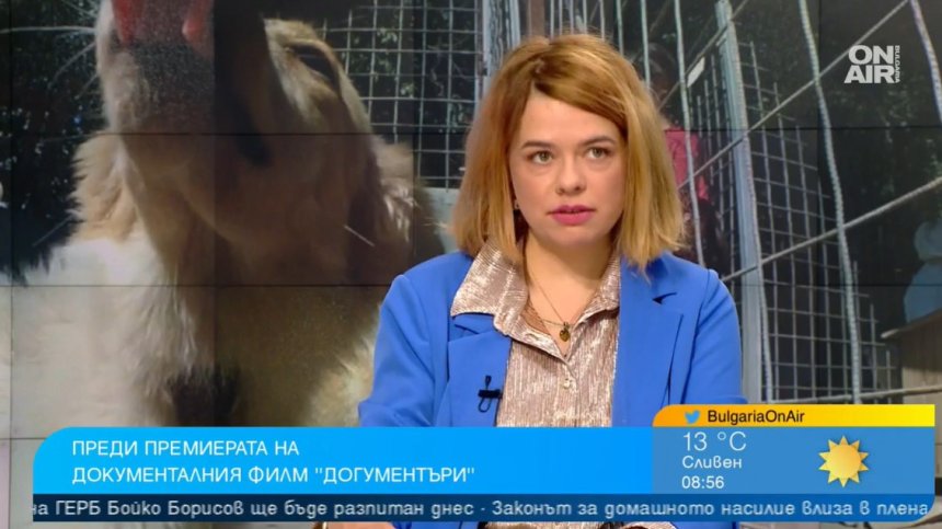 Филм с кауза: "Догументъри" разказва за живота на бездомните кучета