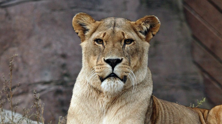 Лъвица уби проникнал в клетката ѝ мъж в зоопарк в Бразилия (+ВИДЕО)