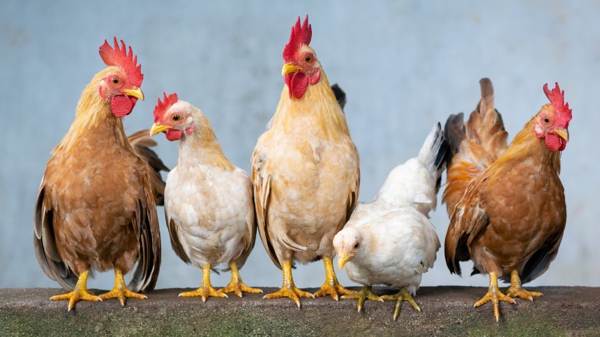 Вместо антибиотици: Фермери хранят пилета с канабис