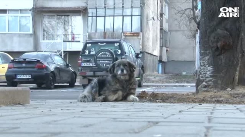 Бездомно куче в Дупница нахапало две жени, имало цяла глутница в района