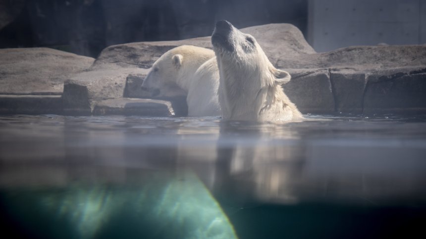 Изобретиха плат по модел на козината на белите мечки