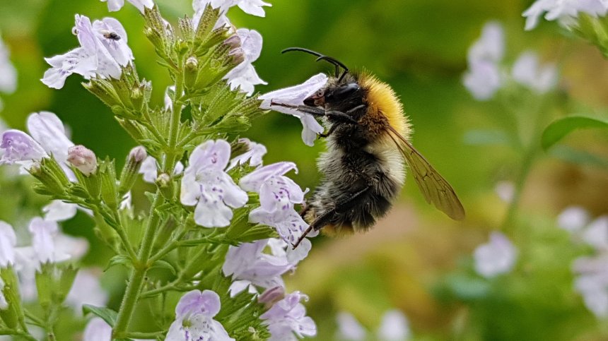 Учените шокирани от масовото измиране на земни пчели