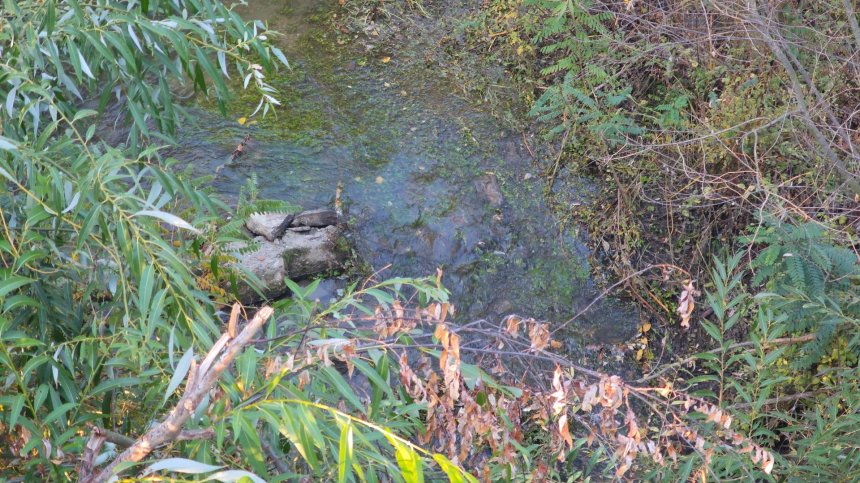 Служител на АПИ за асфалта в река Тунджа: Търсехме най-близкото място