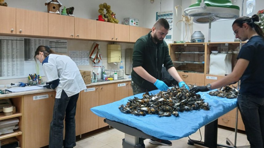 РИОСВ-София: Има данни и за загинали пойни птици на други локации