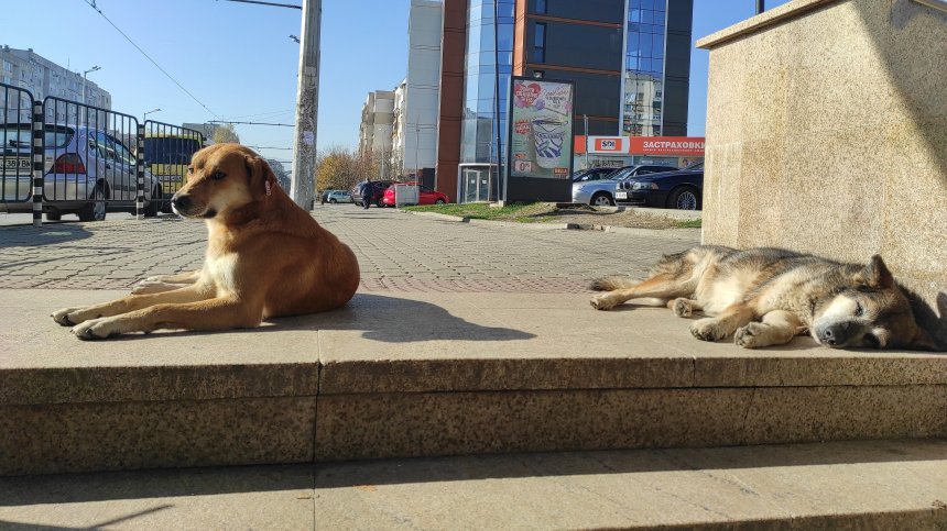 Общините с искане за национална програма за кастрация на безстопанствените кучета и котки