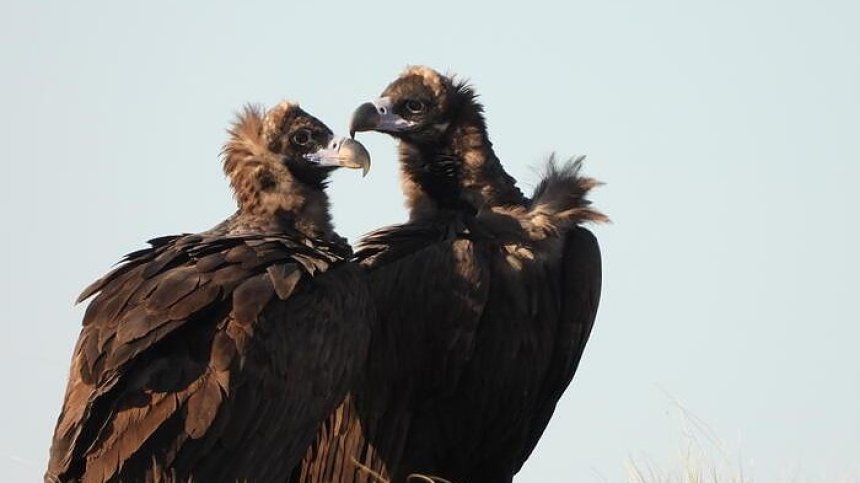 За първи път от век насам черни лешояди свиха гнездо във Врачанския Балкан