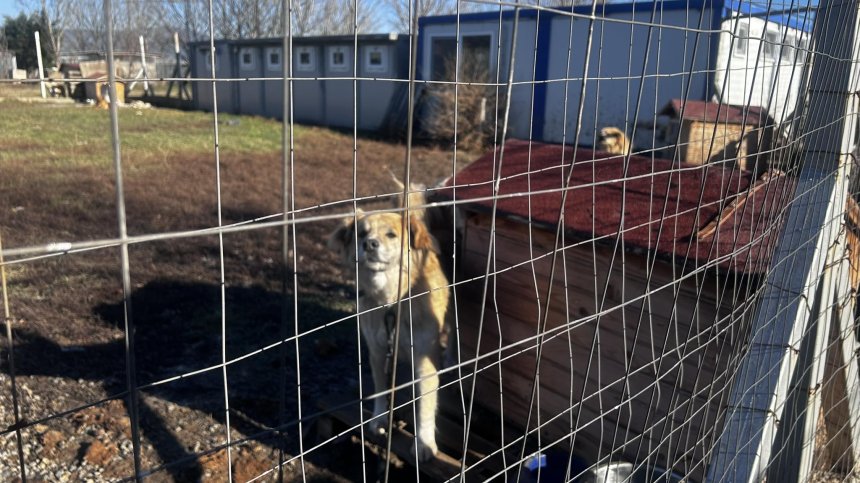 Коледа в кучешкия приют в Горни Богров: Как живеят четириногите?