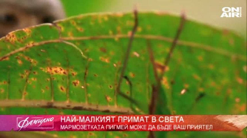 Този път в "Домашен любимец" - мармозетката