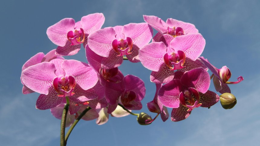 Няколко начина да накараме орхидеята да разцъфти