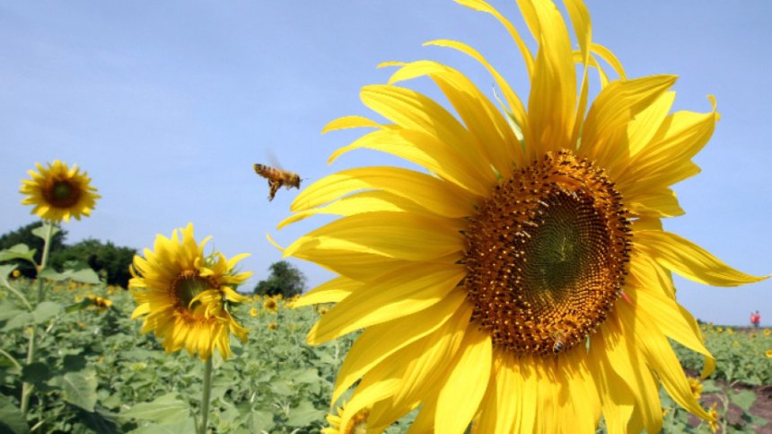 Едва 1/8 от слънчогледа у нас е предназначен за вътрешния пазар
