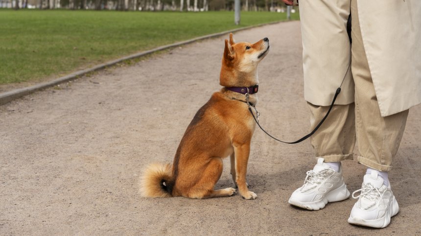 Проверки за чипиране на домашните кучета - глобата е 200 лв.