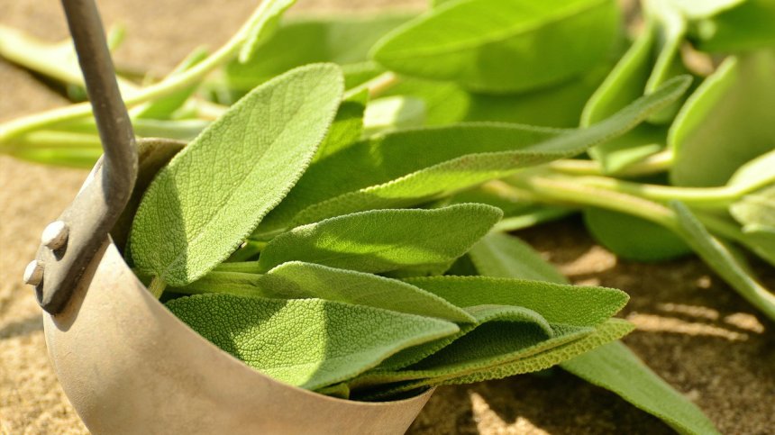 Кои билки са полезни за здравето на щитовидната жлеза