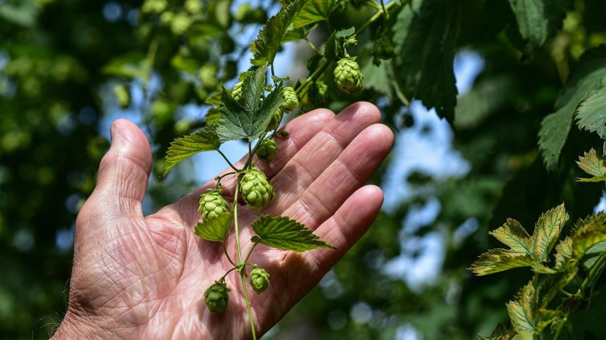 Бира под заплаха - германският хмелeн сектор е изправен пред сътресения