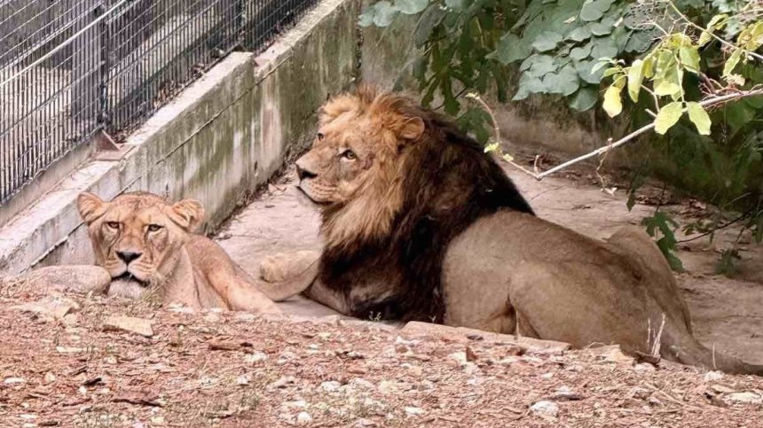 Нови лъвове в зоопарка в Стара Загора (ВИДЕО)