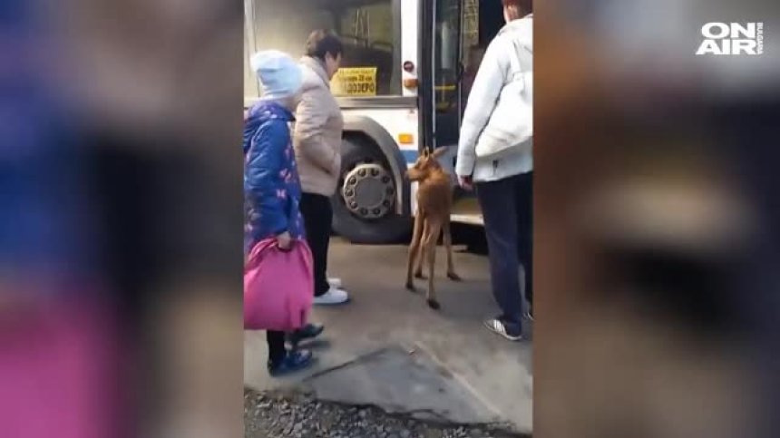 Необичаен пътник: Бебе лос се озова в автобус в Русия