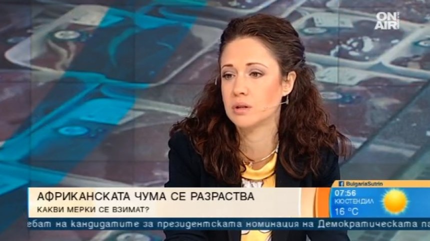 Кризата с африканската чума: Една четвърт от свинете у нас са заразени