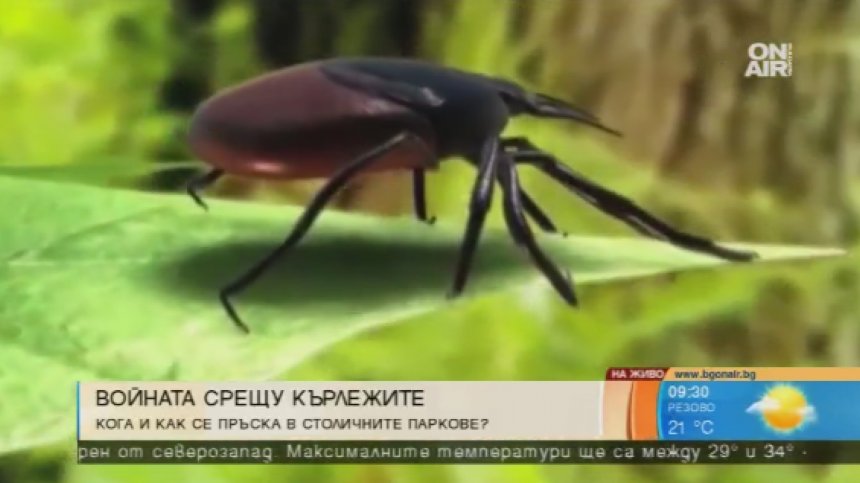 Вечният летен хит - ухапването от кърлежи
