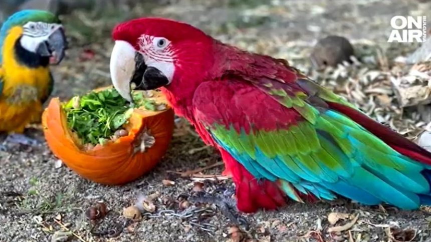 Хелоуин и в зоопарка: Животните в Бургас получиха куп изненади