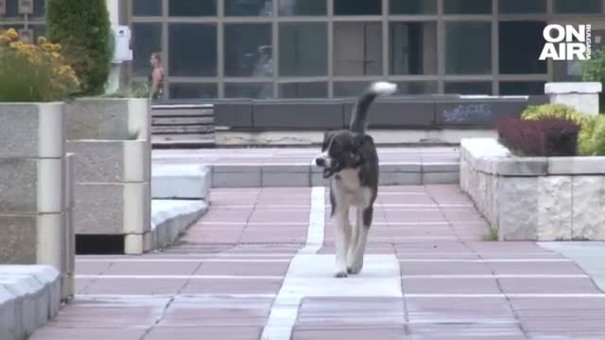 Глутница безстопанствени кучета тормози благоевградчани