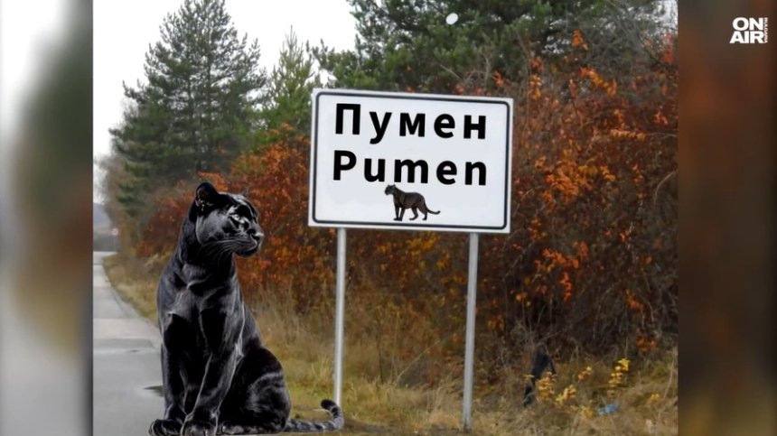 Стотици мемета с пантерата от Шумен заляха социалните мрежи (ВИДЕО)