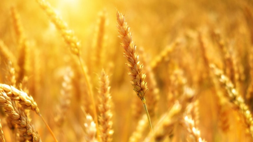 Китай: Не се нуждаем от запасяване със зърнени храни от международния пазар