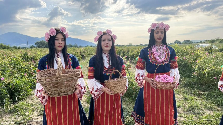 С ухание на роза - берачите стават в тъмни зори, за 1 кг розово масло трябват 6 тона цвят
