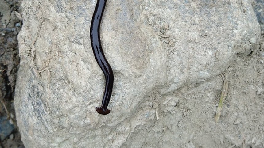 Нашествие на отровни червеи след обилни важели в Тексас