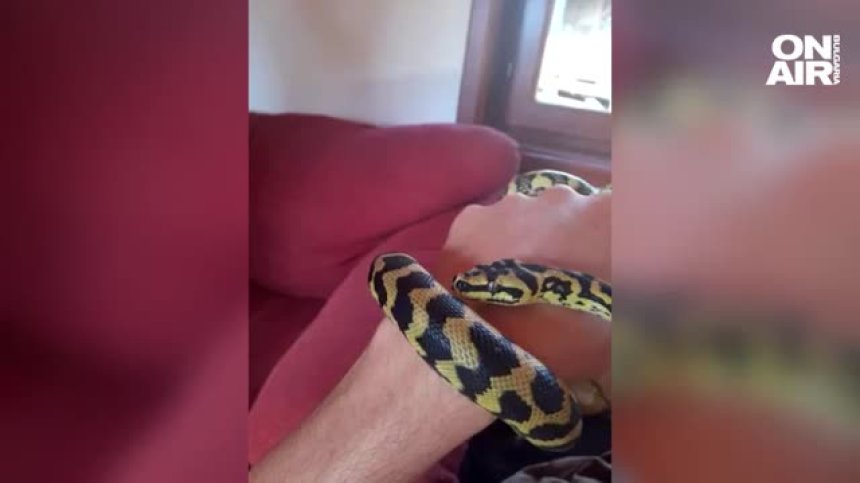 Издирва се: Домашен питон избяга от терариума си в апартамент в София