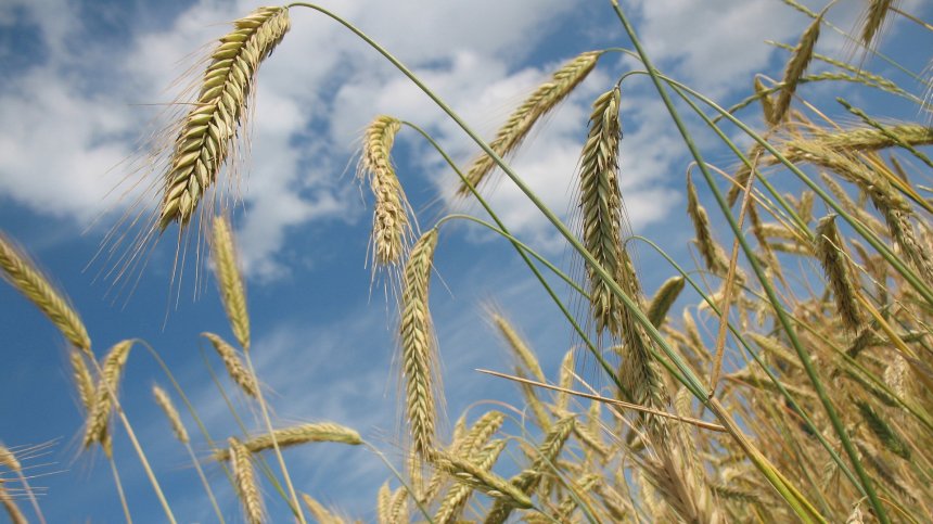 С неизяснено качество е зърното, което влиза в България от Украйна