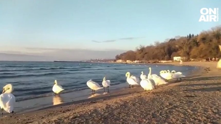 Лебедите отново долетяха във Варна, привлечени от мекия ни климат