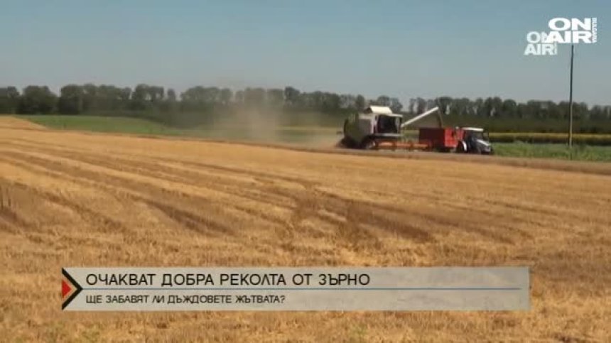 Очакват добра реклолта от зърно в страната на фона на скок в цените на суровините