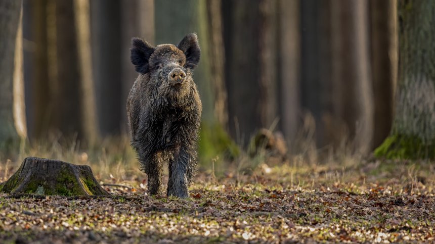 Диво прасе удари кола край Симеоновград и прати трима в болница