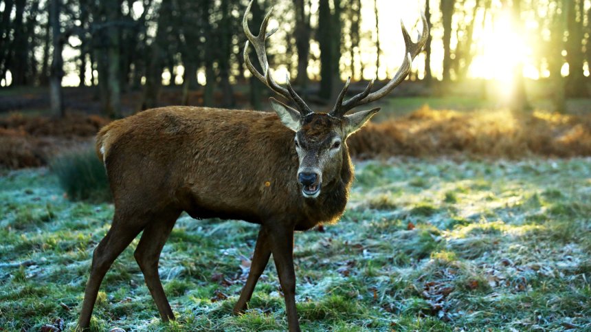 Елени превзеха пустите улици на Източен Лондон (+ВИДЕО)