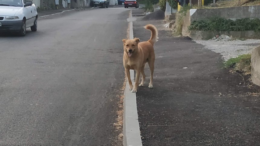 Бездомно зло куче напада минувачи в Габрово